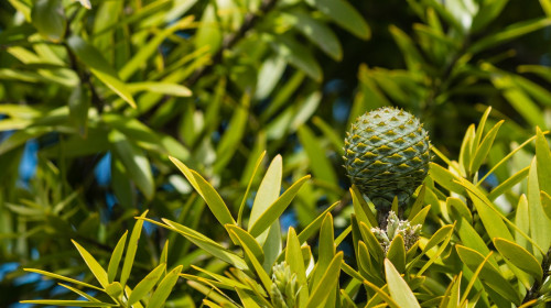 Kauri bud