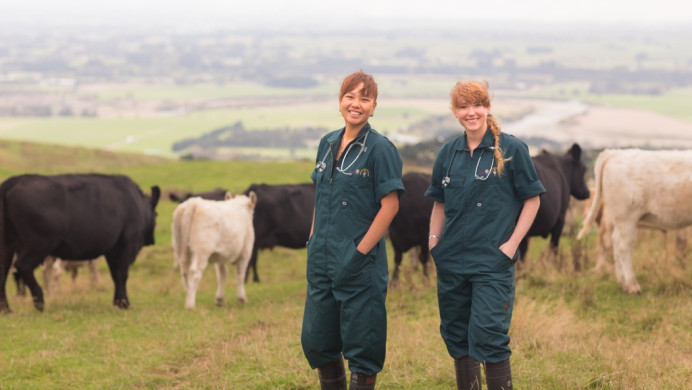 Two vets standing in front of cows