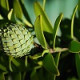 Bud of a kauri tree