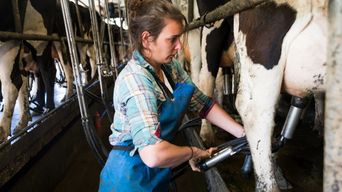 Trainee milks cows